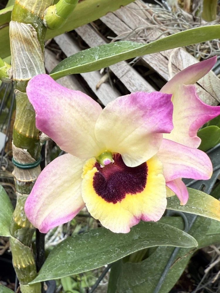 Purple and yellow orchid blossom with dark center and green leaves