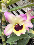 Dendrobium nobile Orchids
