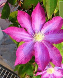 20 SEEDS Hot Fuchsia Pink CLEMATIS rare flower exotic vine bush plant USA Seller Flowering Plants