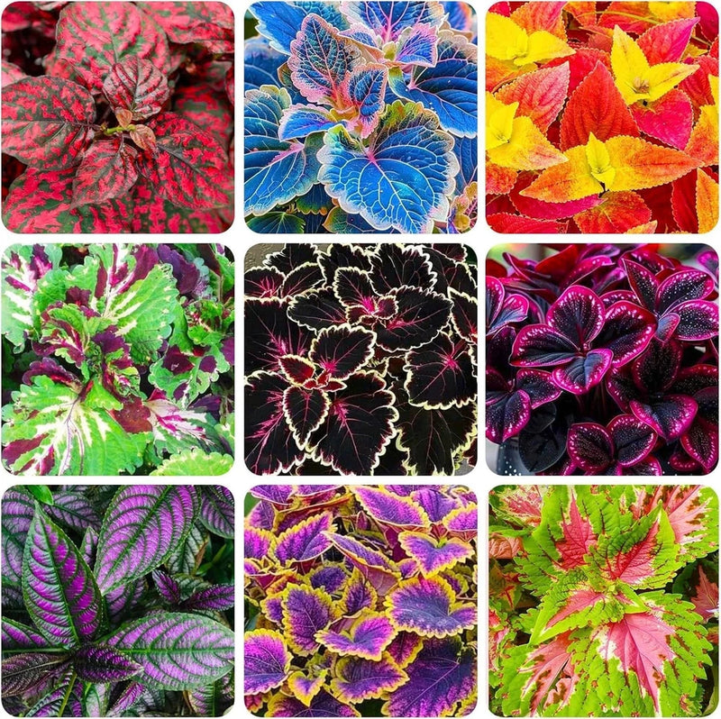 120 PCS Rainbow Coleus Seeds - Colorful Leaf Plant for Home & Garden Garden Plants