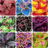 120 PCS Rainbow Coleus Seeds - Colorful Leaf Plant for Home & Garden Garden Plants
