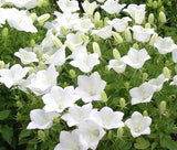BELLFLOWER TUSSOCK WHITE Campanula Carpatica - 100 Seeds Garden Plants