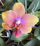 Phalaenopsis orchid with pink-gold speckled blooms and purple center, on one flower spike
