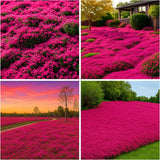 20500 Blue Creeping Thyme Seeds for Planting Perennial Ground Cover Plants Garden Plants