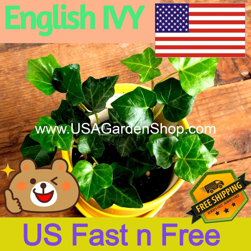 Evergreen English ivy live cuttings with glossy green leaves in a yellow planting bowl