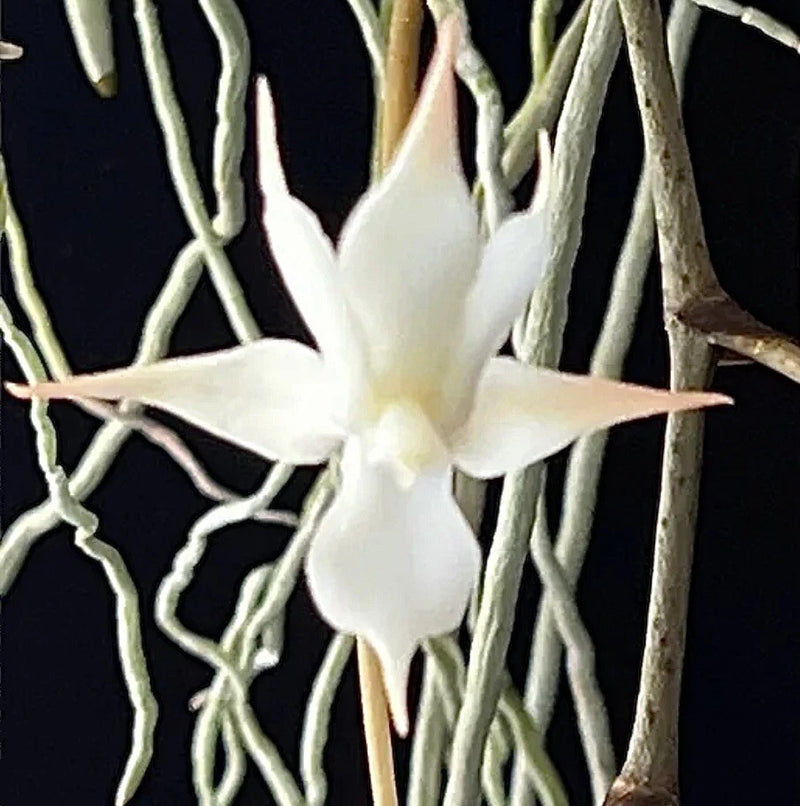 White star-shaped orchid bloom with long slender petals and branching stems