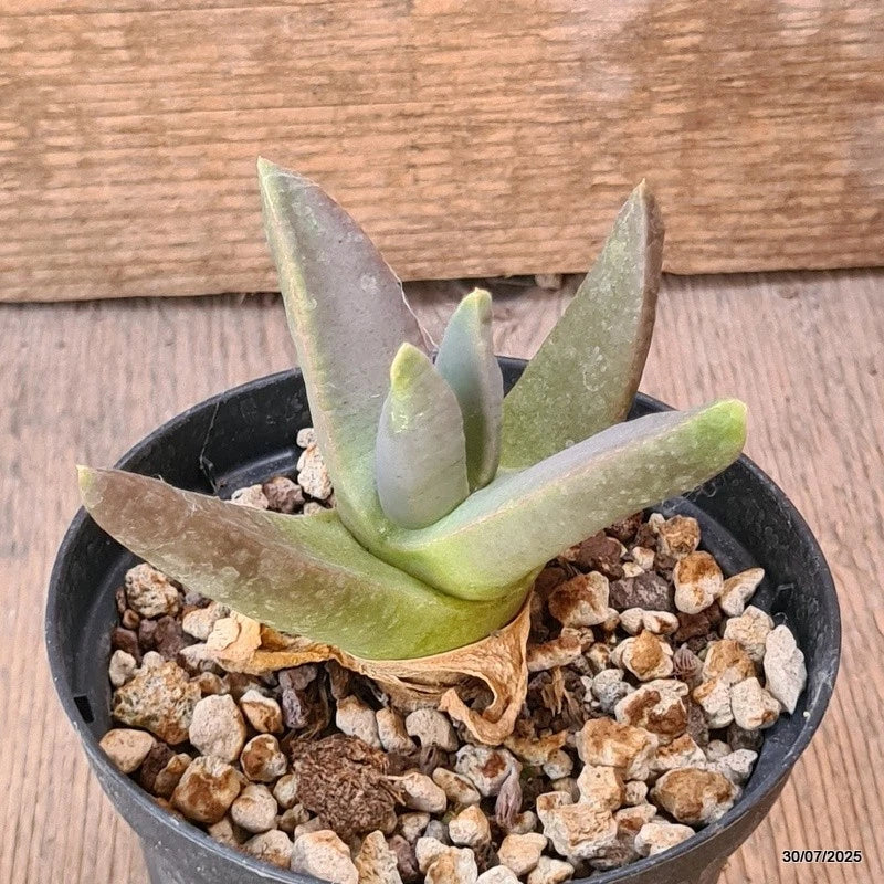 D5589 GLOTTIPHYLLUM SUAVE pot10-H7-W9 cm MaMa Cactus Green Plant