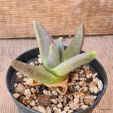 D5589 GLOTTIPHYLLUM SUAVE pot10-H7-W9 cm MaMa Cactus Green Plant