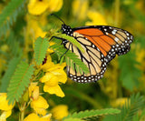 300 Yellow PARTRIDGE PEA (Sleeping Plant / Sensitive Pea) Chamaecrista Fascicula Flowering Plants