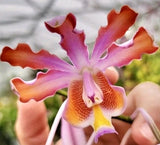 Myrmecophila tibicins (Species) NBS Mount Orchids