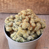 D5419 MAMMILLARIA PROLIFERA MONSTER pot10-H8-W12 cm MaMa Cactus Green Plant