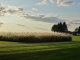 Photo:Savanna Illinois Pampas Grass 2019 Cortaderia selloana Prairie Scene Pampas Grass