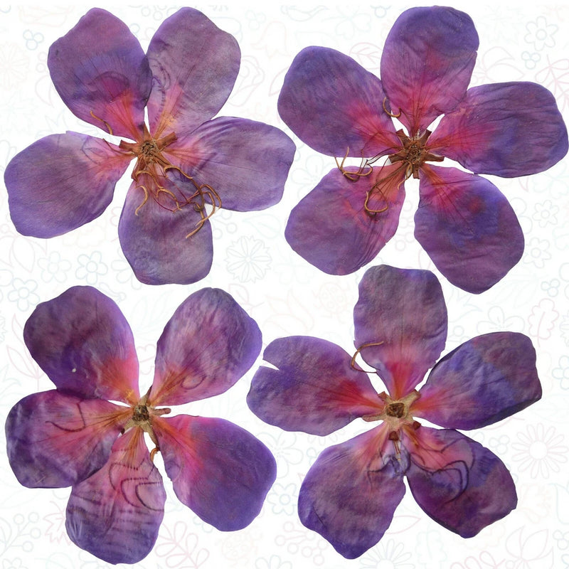 Pressed five-petal dried flowers, blue-purple with pink centers for resin crafts