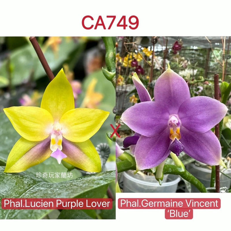 Purple and yellow Phalaenopsis orchid flowers with thick green stems in a pot