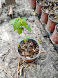 American Hazelnut Bush, 1 Quart Pot. Flowering Plants