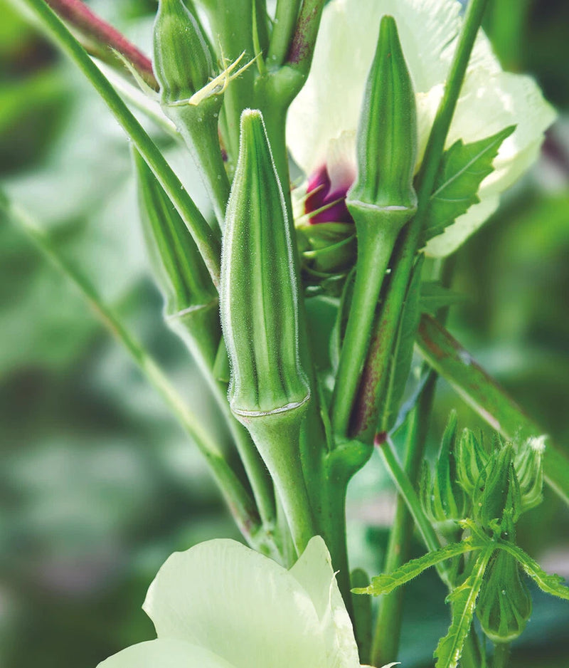 Okra Clemson Spineless Heirloom 50 Seeds Garden Planting Non-GMO Garden Plants