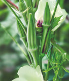 Okra Clemson Spineless Heirloom 50 Seeds Garden Planting Non-GMO Garden Plants
