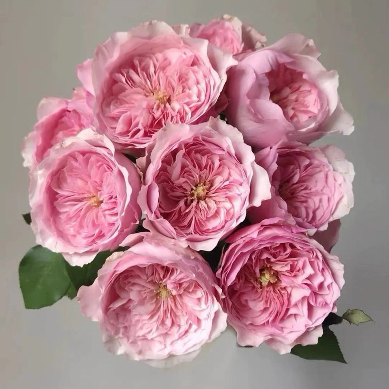 Pink and cream double shrub rose plant with green leaves and multiple full blooms