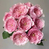 ROSE Carey __ Live Plant -Shrub Rose Pink Cream flower - 1 Gallon Plant Roses