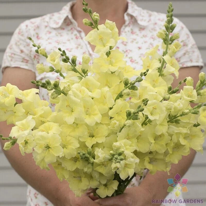 1000+ Chantilly Cream Yellow Snapdragon Seeds for Garden - USA - FREE SHIPPING! Garden Plants