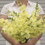 1000+ Chantilly Cream Yellow Snapdragon Seeds for Garden - USA - FREE SHIPPING! Garden Plants