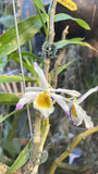 orchids plants for sale Orchids