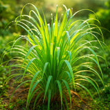 LEMONGRASS 400+ SEEDS LEMON GRASS MOSQUITO INSECT REPELLENT FRESH NON-GMO USA Flowering Plants