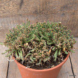 D6537 EUPHORBIA FLANAGANII pot17-H11-W21 cm MaMa Cactus Green Plant