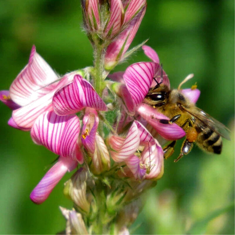 Onobrychis se_ds, 5000 se_ds, Onobrychis viciifolia, Sainfoin-45+TRACK _ Green Plant