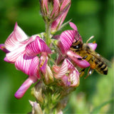 Onobrychis se_ds, 5000 se_ds, Onobrychis viciifolia, Sainfoin-45+TRACK _ Green Plant