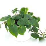 Philodendron Cordatum Regular BUY 2 GET 1 FREE Green Plant