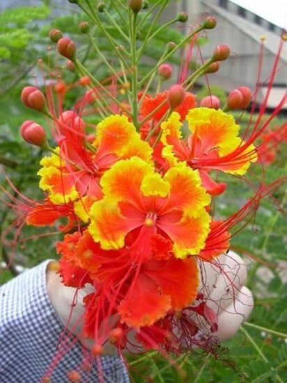 Caesalpinia Pulcherrima 25 Seeds Barbados Flowering Shrub Tree, Bird of Paradise Flowering Plants
