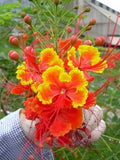 Caesalpinia Pulcherrima 25 Seeds Barbados Flowering Shrub Tree, Bird of Paradise Flowering Plants