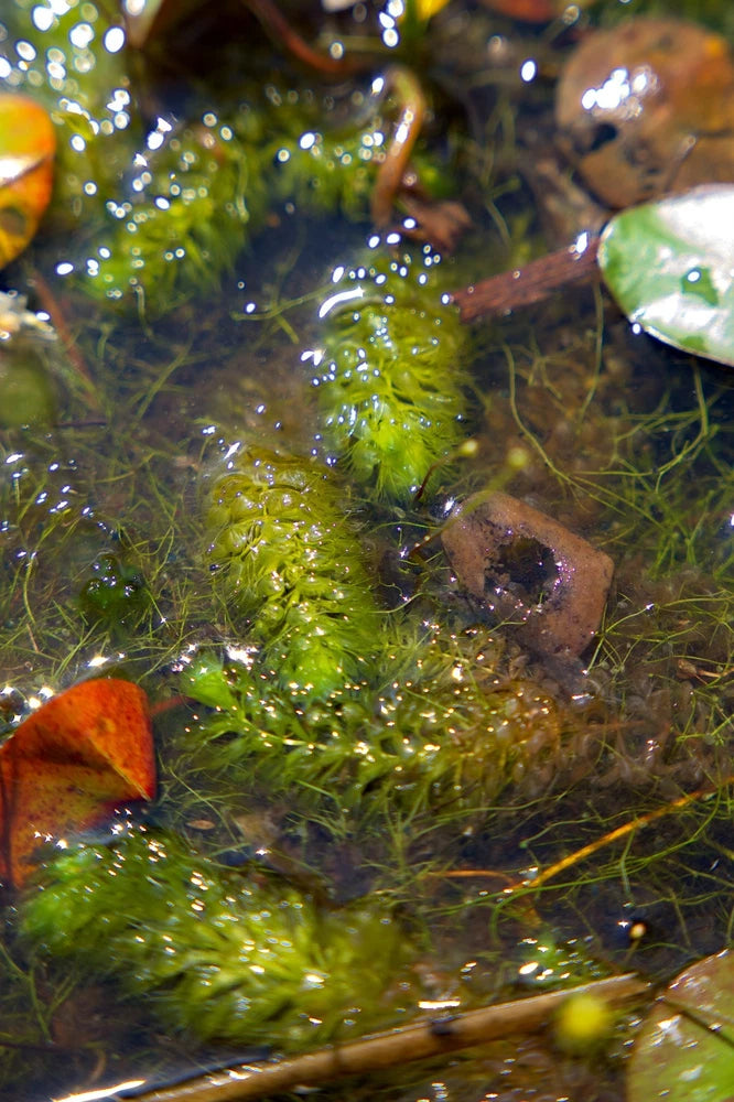 Green waterwheel plant with tiny round bladders in an aquatic tank