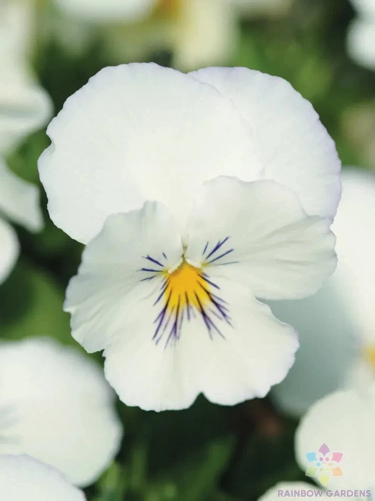 200+ Spreading Plentifall White Pansy (Viola) Seeds for Garden - FREE SHIPPING! Garden Plants