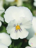 200+ Spreading Plentifall White Pansy (Viola) Seeds for Garden - FREE SHIPPING! Garden Plants