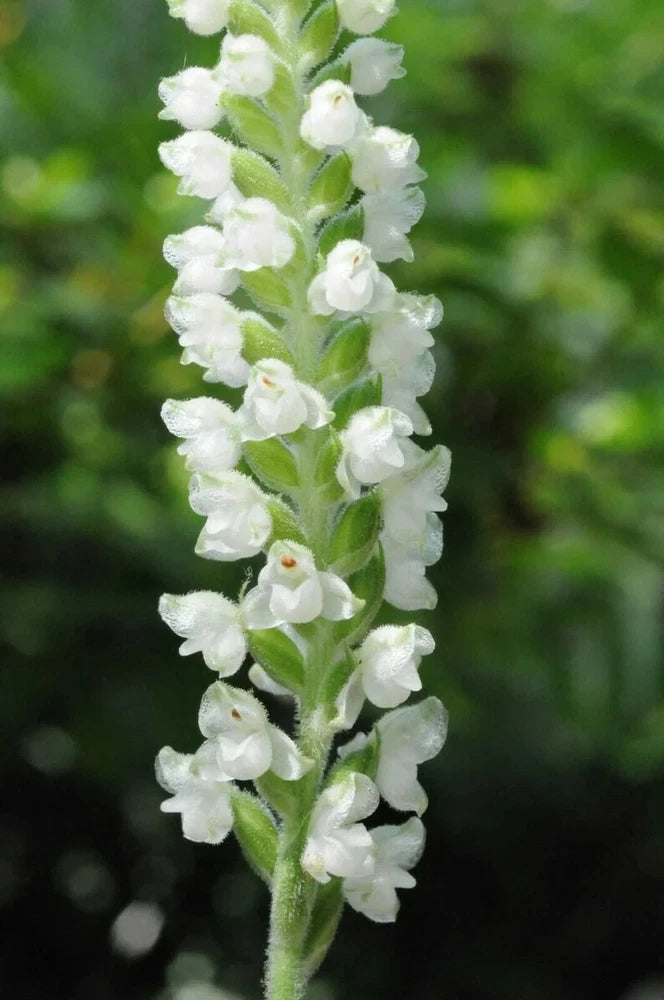 White rattlesnake orchid flower spike with small clustered blooms