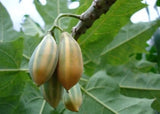 25+ Oak Leaved Papaya Seeds for Garden Planting - USA - FAST SHIPPING! Garden Plants