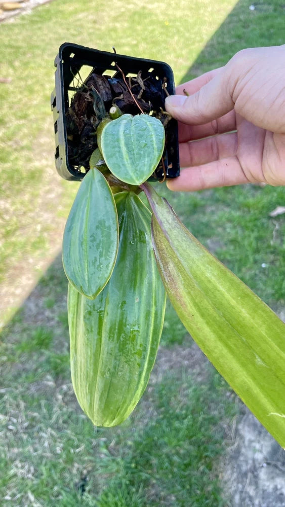 Variegated orchid plant with broad green leaves in black plastic pot