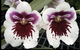 Mps. White Truffle Fragrant Orchids
