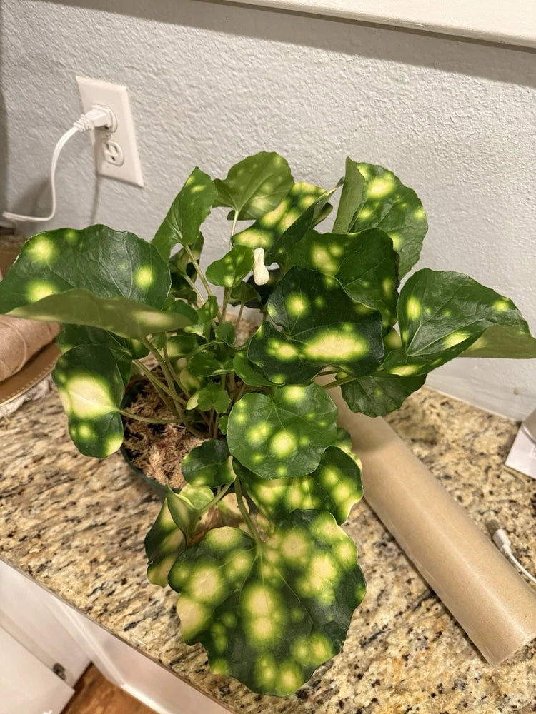 Tractor Live Plant Variagate Orchids