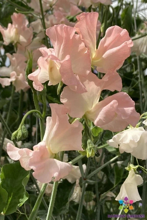 50+ Heaven Scent Sweet Pea Seeds for Garden Planting - USA - FREE SHIPPING! Garden Plants