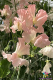 50+ Heaven Scent Sweet Pea Seeds for Garden Planting - USA - FREE SHIPPING! Garden Plants
