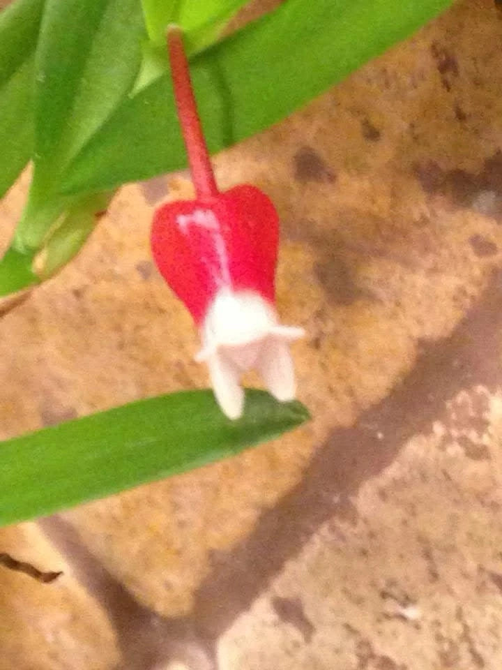 Miniature red orchid bloom with white lip on green leaves