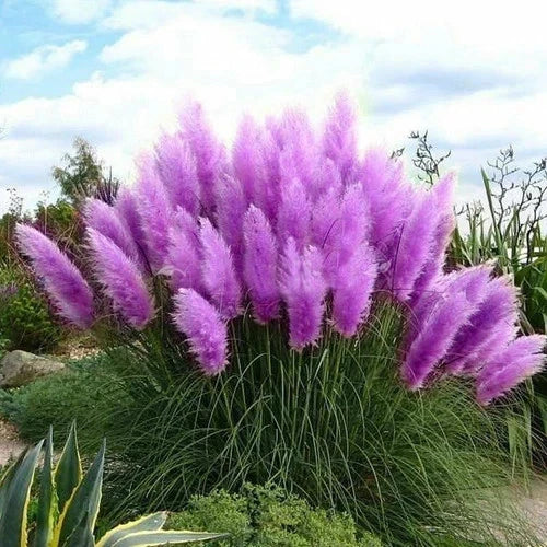 Purple Pampas Grass 20 Seeds Perennial and easy to grow Pampas Grass