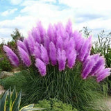 Purple Pampas Grass 20 Seeds Perennial and easy to grow Pampas Grass