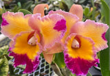 Rlc Dick Smith 'Paradise' seedling size cattleya orchid clone. Fragrant peloric. Orchids