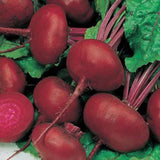 200+ CROSBY EGYPTIAN BEET SEEDS FRESH HARVEST FOR GARDENS Garden Plants