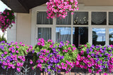 200 Mixed LAURA BUSH PETUNIA Violacea Integrifolia Pink Purple Trumpet Flower Se Flowering Plants