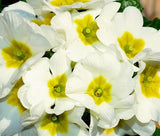 PRIMROSE ENGLISH ACCORD WHITE PERENNIAL Primula Vulgaris - 50 Bulk Seeds Garden Plants